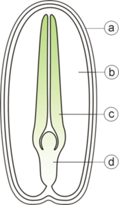 Structure d'une graine. a : tégument - b : albumen - c : cotylédon - d : embryon / Wikipédia